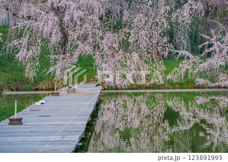 京都府八幡市の長閑に釣り糸を垂れる釣り堀の桜を撮影 123891993