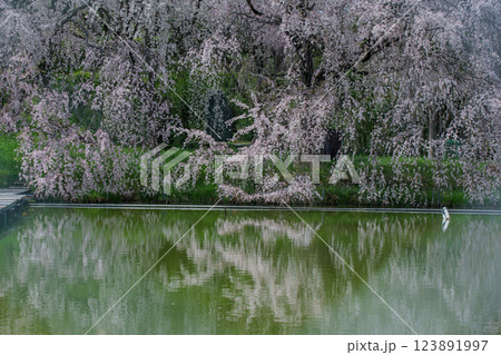 京都府八幡市の長閑に釣り糸を垂れる釣り堀の桜を撮影 京都府八幡市の長閑に釣り糸を垂れる釣り堀の桜を撮影 123891997