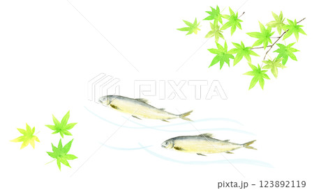 鮎と青もみじの水彩イラスト 鮎と青もみじの水彩イラスト 123892119