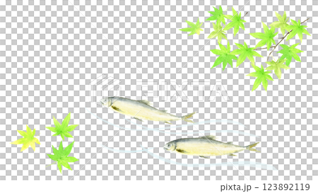 Watercolor illustration of sweetfish and green maple leaves 123892119
