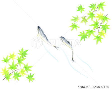 鮎と青もみじの水彩イラスト 鮎と青もみじの水彩イラスト 123892120