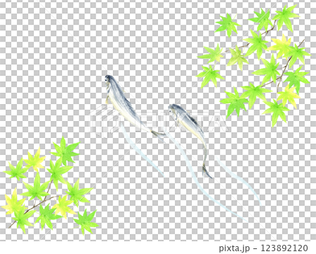 Watercolor illustration of sweetfish and green maple leaves 123892120