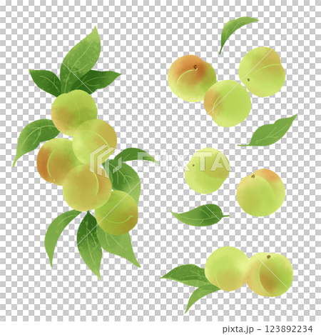 手描きのイラスト/青梅 123892234