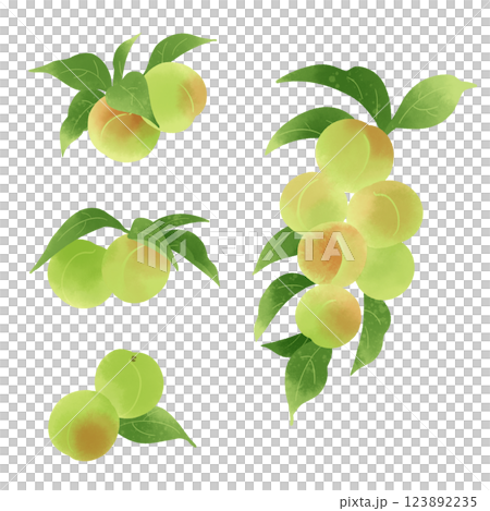 手描きのイラスト/青梅 手描きのイラスト/青梅 123892235