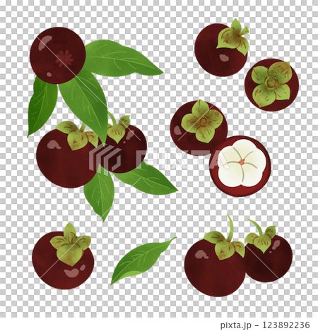 手繪插畫/山竹 123892236