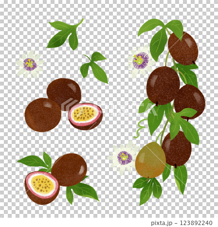 Hand-drawn illustration / passion fruit 123892240