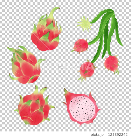 Hand-drawn illustration / dragon fruit Hand-drawn illustration / dragon fruit 123892242