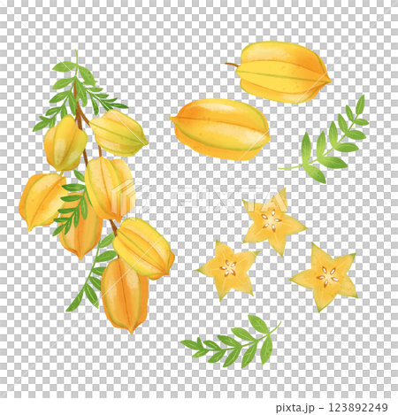 手描きのイラスト/スターフルーツ 123892249