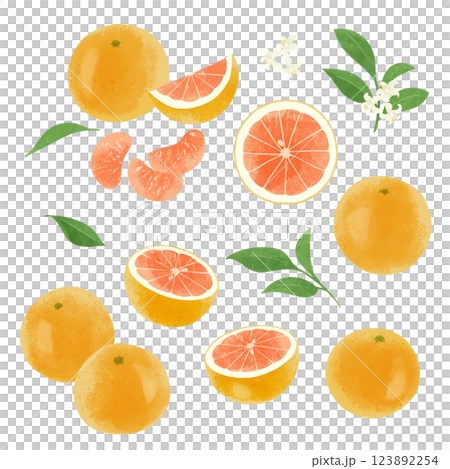手描きのイラスト/ピンクグレープフルーツ 123892254