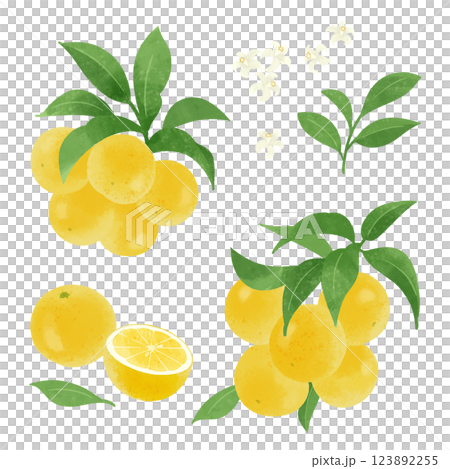 手描きのイラスト/グレープフルーツ 123892255