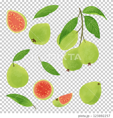 Hand-drawn illustration / guava fruit and leaves 123892257