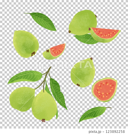 Hand-drawn illustration / guava fruit and leaves 123892258