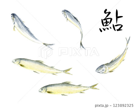 鮎の墨彩画　水墨画　水彩画　筆文字　ベクター 123892325