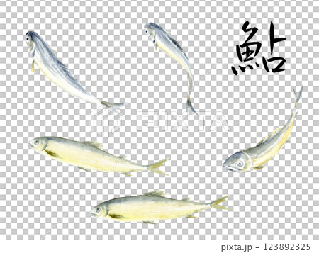 Ayu (sweetfish) ink painting, ink painting, watercolor painting, calligraphy, vector 123892325