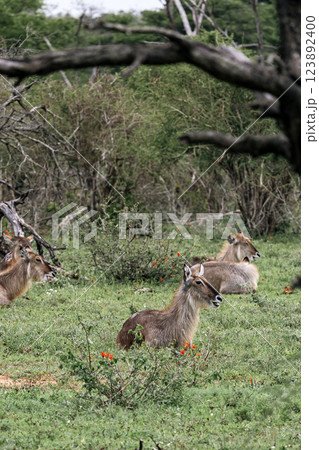 Waterbuck females resting lying in the green grass in the savannah 123892400