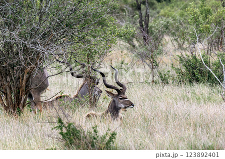 Males Greater Kudu resting in african savanna 123892401