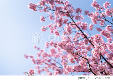 青空に映える満開の河津桜 青空に映える満開の河津桜 123892566