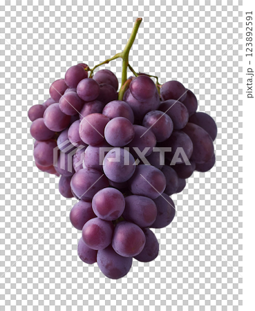 ブドウ 123892591