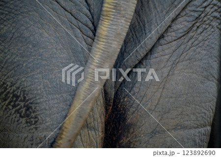 京都市動物園で撮影した愛嬌のある可愛らしいアジア象を撮影 123892690