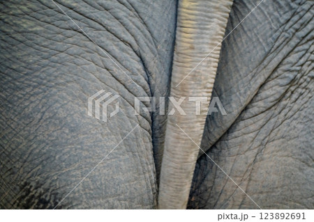 京都市動物園で撮影した愛嬌のある可愛らしいアジア象を撮影 123892691