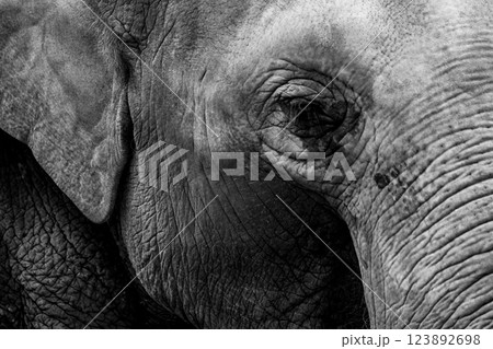 京都市動物園で撮影した愛嬌のある可愛らしいアジア象を撮影 京都市動物園で撮影した愛嬌のある可愛らしいアジア象を撮影 123892698