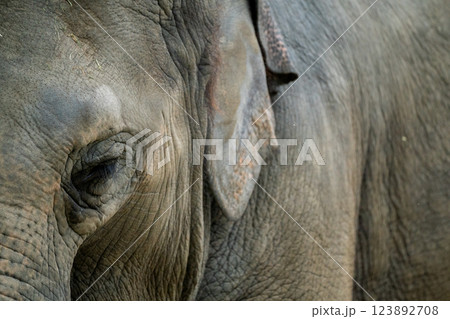 京都市動物園で撮影した愛嬌のある可愛らしいアジア象を撮影 123892708