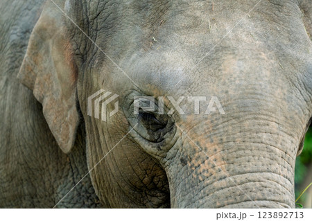 京都市動物園で撮影した愛嬌のある可愛らしいアジア象を撮影 123892713