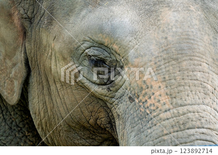 京都市動物園で撮影した愛嬌のある可愛らしいアジア象を撮影 123892714