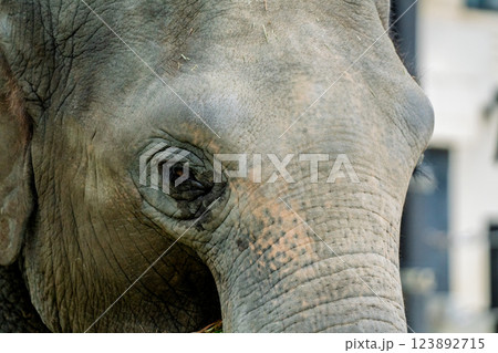 京都市動物園で撮影した愛嬌のある可愛らしいアジア象を撮影 123892715
