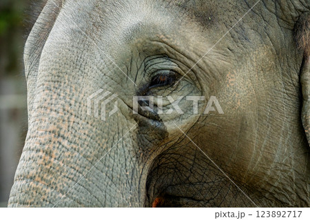 京都市動物園で撮影した愛嬌のある可愛らしいアジア象を撮影 123892717