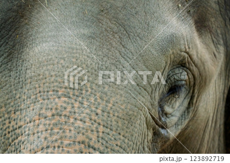 京都市動物園で撮影した愛嬌のある可愛らしいアジア象を撮影 123892719