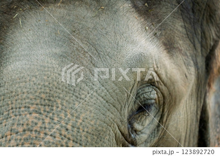 京都市動物園で撮影した愛嬌のある可愛らしいアジア象を撮影 京都市動物園で撮影した愛嬌のある可愛らしいアジア象を撮影 123892720