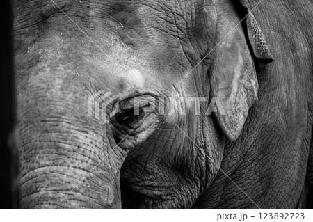 京都市動物園で撮影した愛嬌のある可愛らしいアジア象を撮影 123892723
