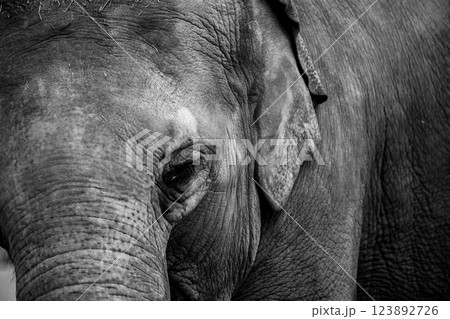 京都市動物園で撮影した愛嬌のある可愛らしいアジア象を撮影 123892726