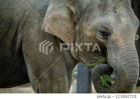 京都市動物園で撮影した愛嬌のある可愛らしいアジア象を撮影 京都市動物園で撮影した愛嬌のある可愛らしいアジア象を撮影 123892728