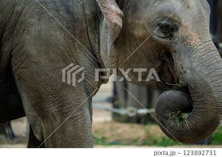 京都市動物園で撮影した愛嬌のある可愛らしいアジア象を撮影 123892731
