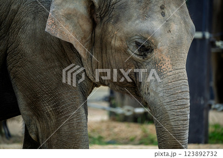 京都市動物園で撮影した愛嬌のある可愛らしいアジア象を撮影 京都市動物園で撮影した愛嬌のある可愛らしいアジア象を撮影 123892732