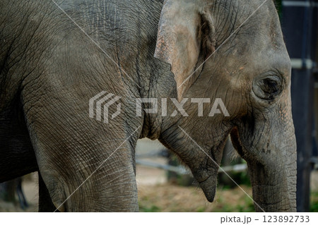 京都市動物園で撮影した愛嬌のある可愛らしいアジア象を撮影 123892733