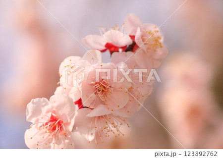 春の訪れを告げる梅の花 春の訪れを告げる梅の花 123892762