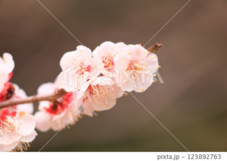 春の訪れを告げる梅の花 春の訪れを告げる梅の花 123892763