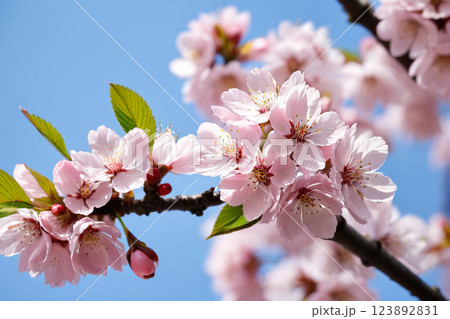 青空に映える満開の桜と春の訪れ7　AI生成画像 123892831