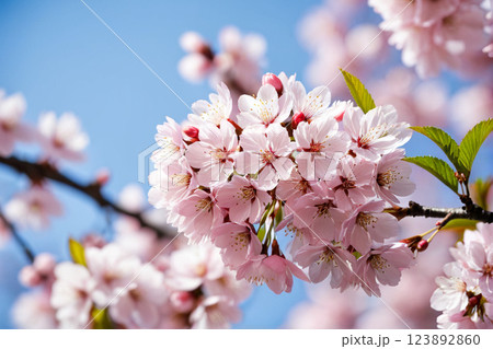 青空に映える満開の桜と春の訪れ20　AI生成画像 123892860