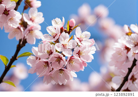 青空に映える満開の桜と春の訪れ25　AI生成画像 123892891