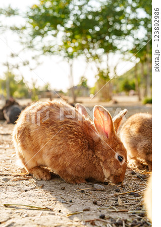 A brown rabbit sitting calmly on a sunny day at a farm A brown rabbit sitting calmly on a sunny day at a farm 123892986
