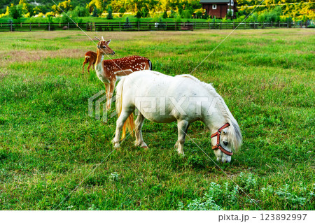 Horses and deer grazing together in a lush green field on a sunny day in the countryside 123892997