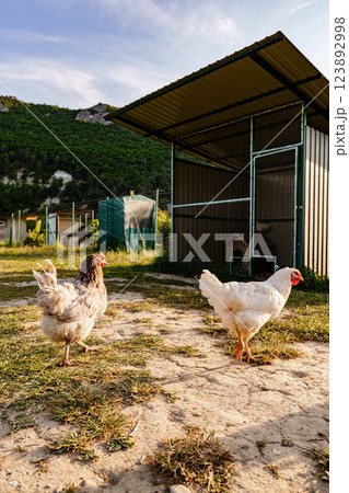 A group of chickens enjoying the late afternoon sun near a rustic barn in a rural setting A group of chickens enjoying the late afternoon sun near a rustic barn in a rural setting 123892998