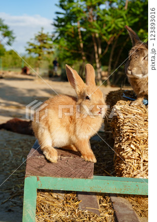 A small brown rabbit curiously explores a wooden bench near hay bales in a sunny farm 123893016