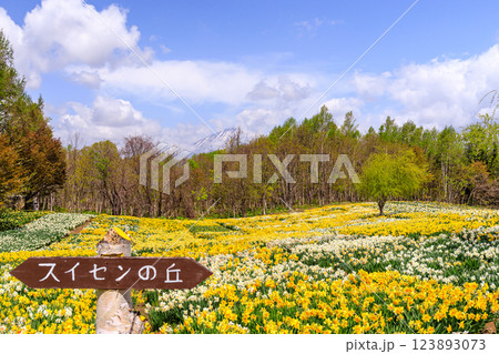 北海道洞爺湖町、およそ20万本のスイセンが花を咲かせるスイセンの丘と羊蹄山【5月】 123893073