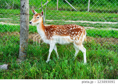Young deer grazing in lush green grass near wooden fence on sunny day Young deer grazing in lush green grass near wooden fence on sunny day 123893091
