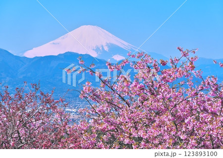 大井ゆめの里からの眺望 満開の河津桜と富士山 大井ゆめの里からの眺望 満開の河津桜と富士山 123893100